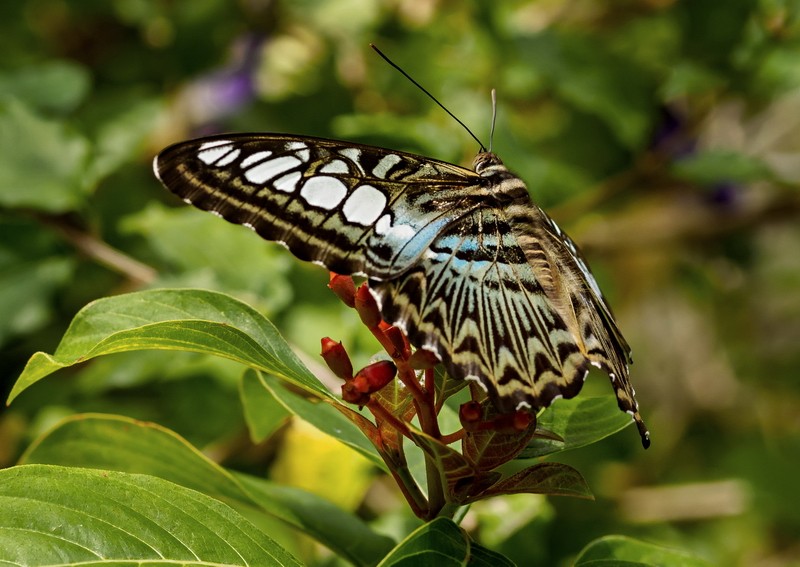 Butterfly in Thailand 